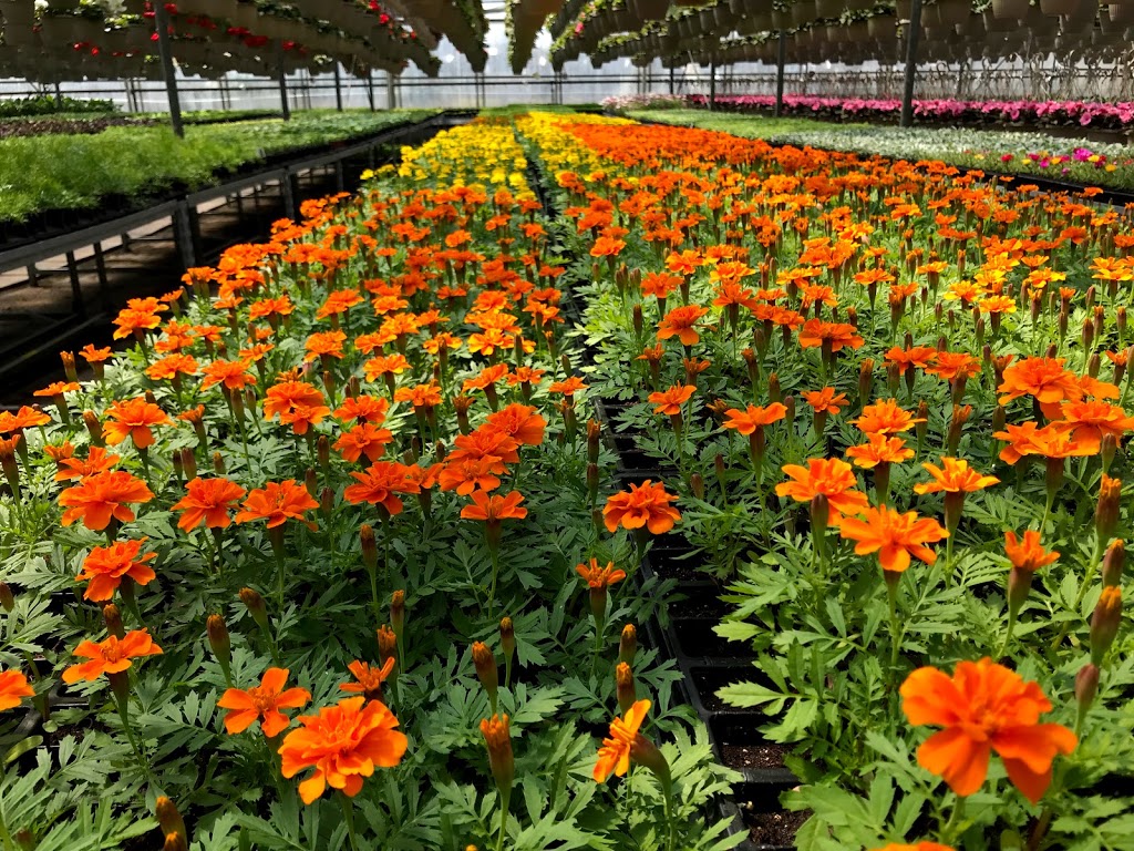 Tree Valley Garden Centre | 4431 Stouffville Rd, Whitchurch-Stouffville, ON L4A 7X5, Canada | Phone: (905) 640-2020