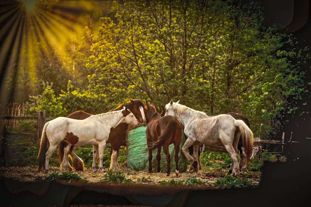 Mountain View Stables | 302 Grey County Rd 21, The Blue Mountains, ON L9Y 0L2, Canada | Phone: (705) 445-8544