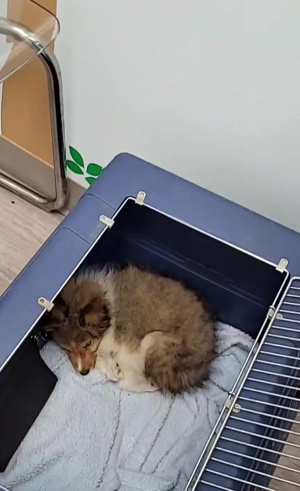 Ambleside Veterinary Hospital | 16412 Ellerslie Rd SW, Edmonton, AB T6W 4S8, Canada | Phone: (780) 433-0300