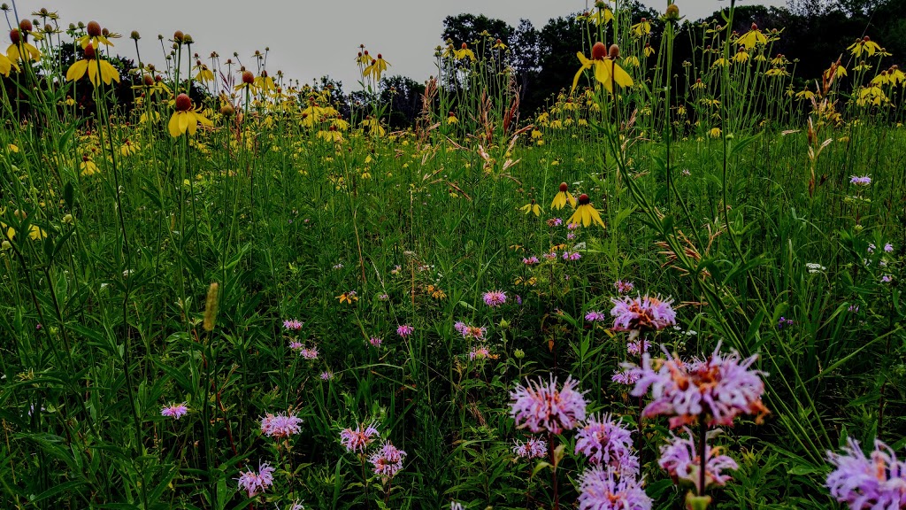 Fingal Wildlife Management Area | 34469 Fingal Line, Fingal, ON N0L 1K0, Canada