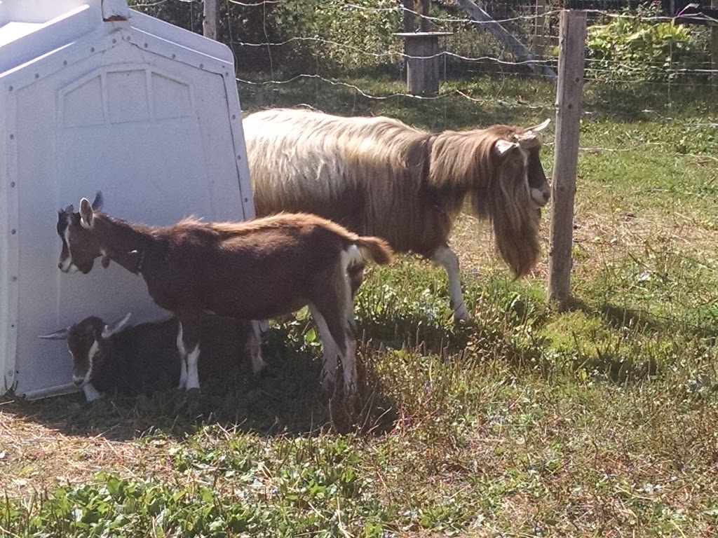 Sweetwood Farm | 637 Hirtle Rd, Blockhouse, NS B0J 1E0, Canada | Phone: (902) 298-9697