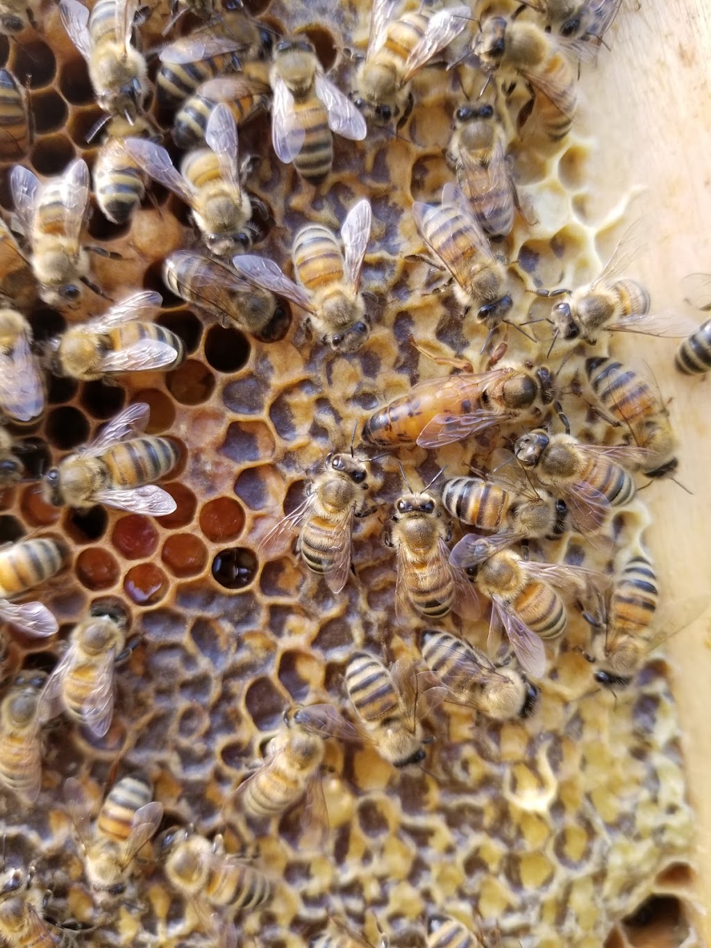Huckleberry Hives | 4505 46 Line, Gads Hill, ON N0K 1J0, Canada | Phone: (519) 274-2689