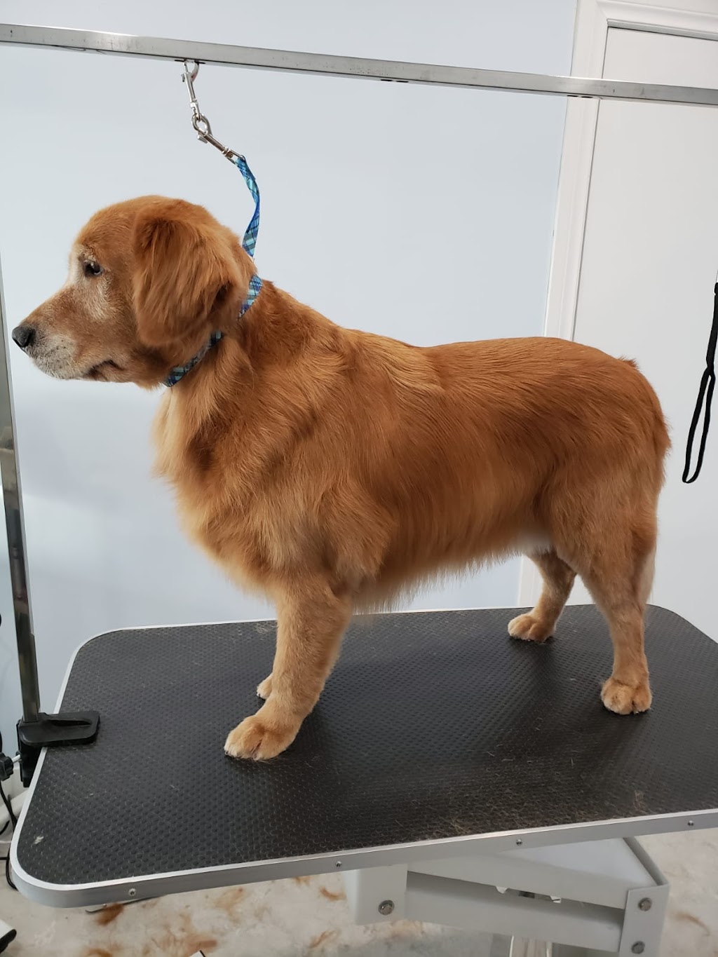 Pet Grooming | 57 Viking Rd, Winnipeg, MB R2N 4A7, Canada | Phone: (204) 951-0068