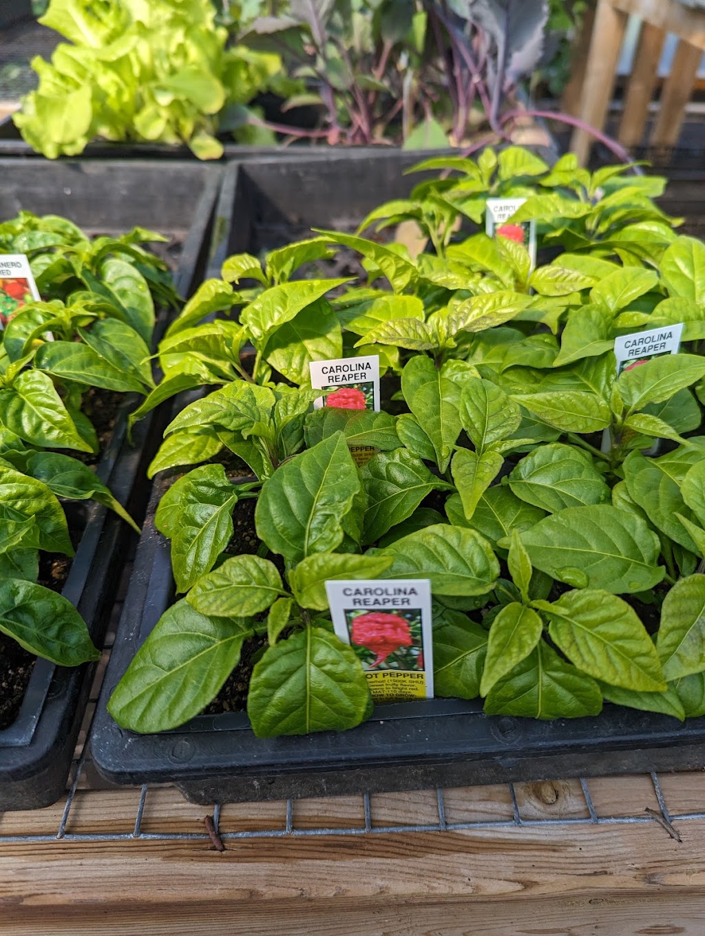 Bunchberry Nurseries | 2779 Nova Scotia Trunk 1, Annapolis Royal, NS B0S 1A0, Canada | Phone: (902) 532-7777