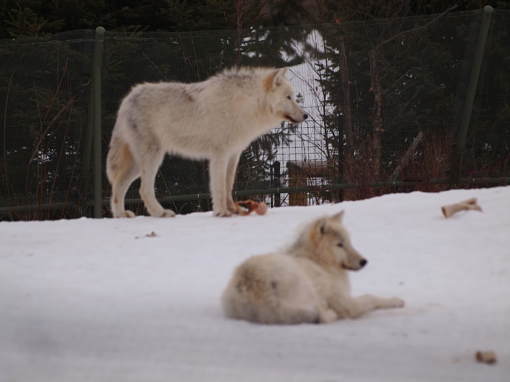 Arctic Wolf Exhibit | 2000 Meadowvale Rd, Scarborough, ON M1B 5K7, Canada | Phone: (416) 392-5929