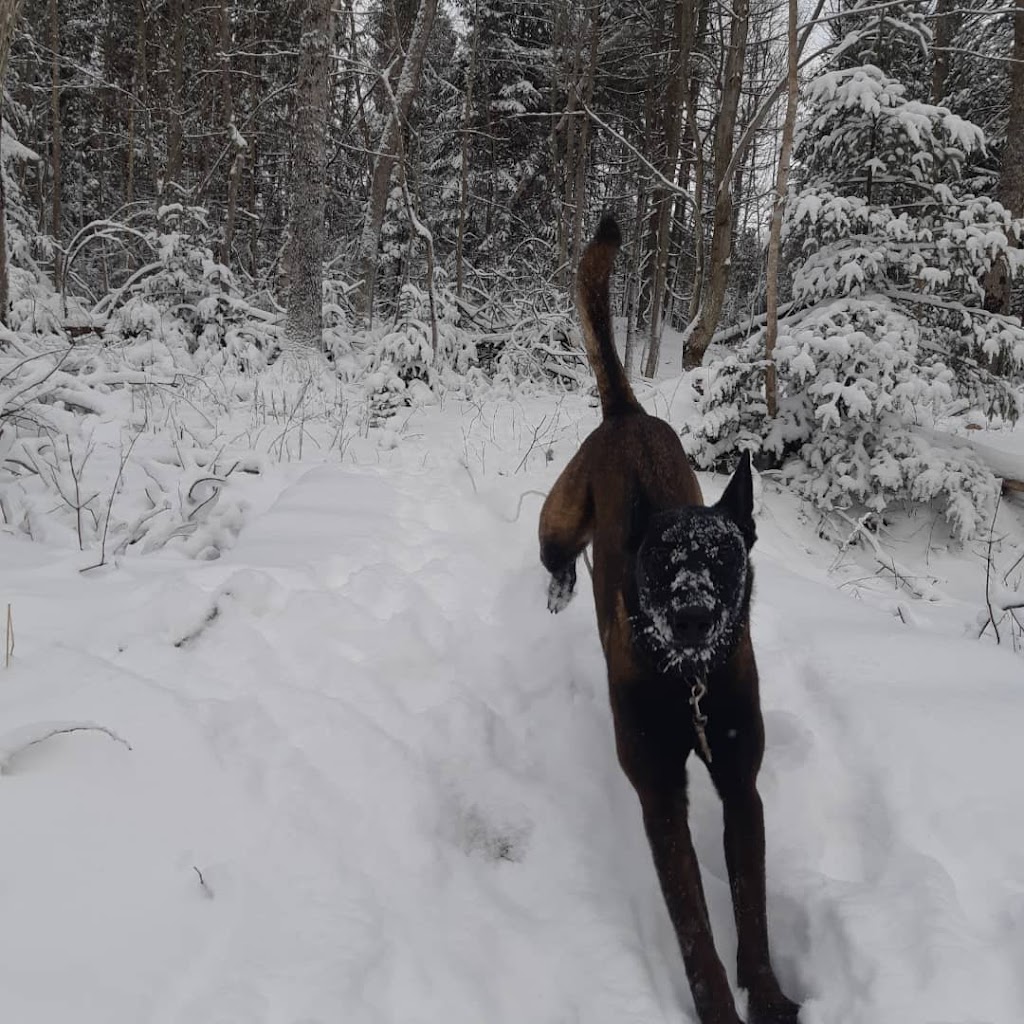 Forever Pawsitive K9 Academy | 610 Huron Rd, Mar, ON N0H 1X0, Canada | Phone: (519) 477-3759