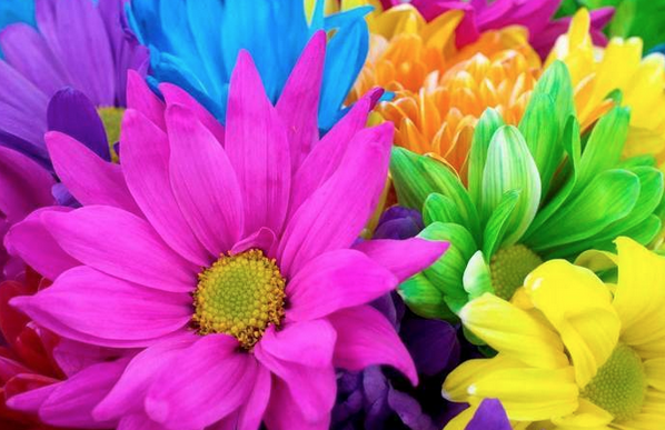 Fantaisie Florale 2000 | 1446 Rue Du Pont, Marieville, QC J3M 1G2, Canada | Phone: (450) 460-7171