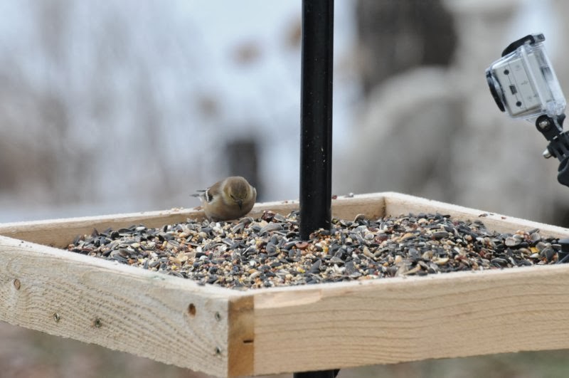 Gilligallou Bird - Almonte | 14 Mill St #3, Almonte, ON K0A 1A0, Canada | Phone: (613) 461-7333
