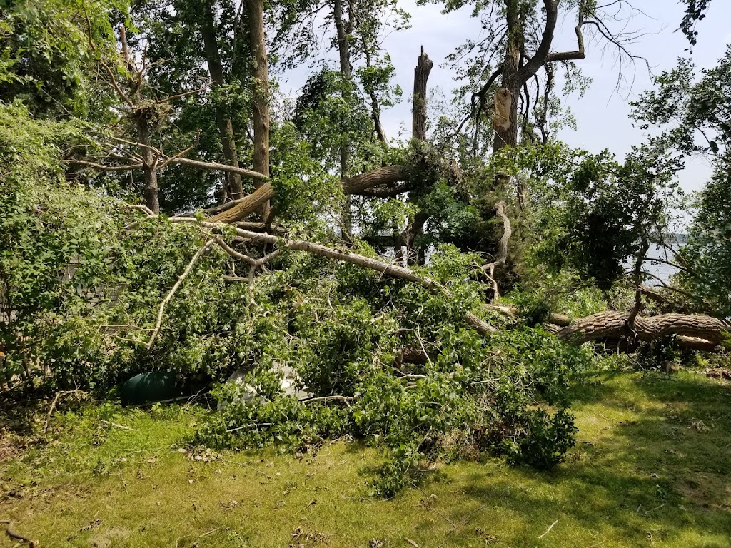 Timber Tree Service | 29 Strike Ave, Bowmanville, ON L1C 1K2, Canada | Phone: (905) 619-1704