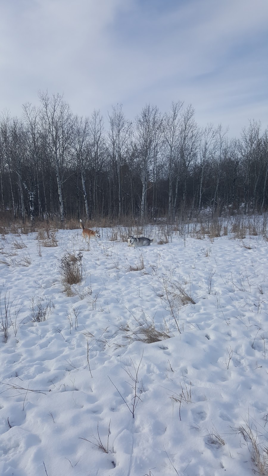Southwest Dog Park | C.N. Yards Management Area, Saskatoon, SK S0K 1V0, Canada