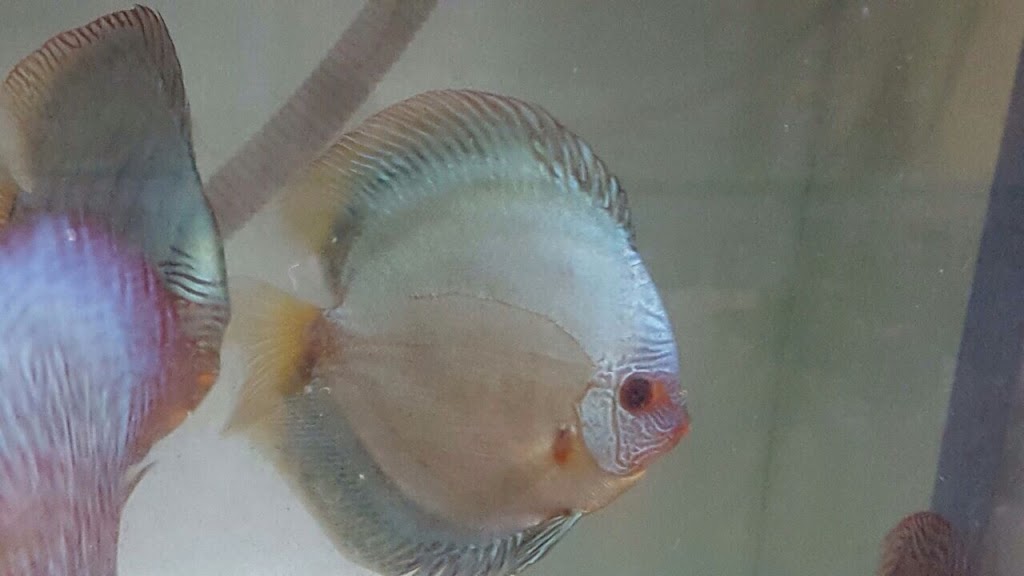 Discus fish wholesale in bc | 11842 80 Ave, Delta, BC V4C 1Y2, Canada | Phone: (604) 862-1102