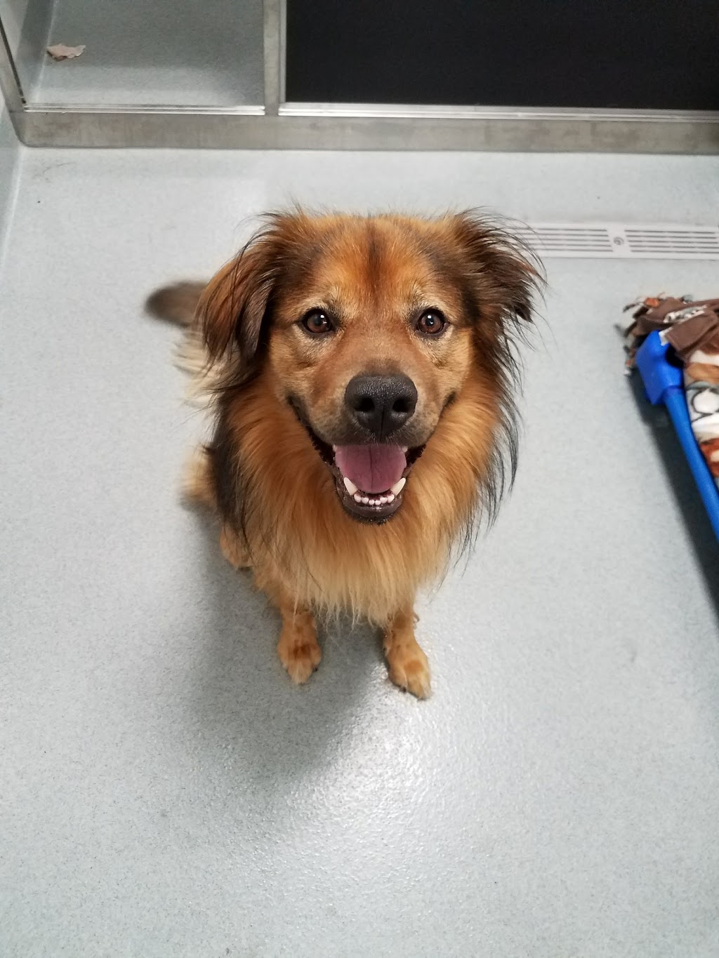SPCA Serving Erie County | 300 Harlem Rd, West Seneca, NY 14224, USA | Phone: (716) 875-7360
