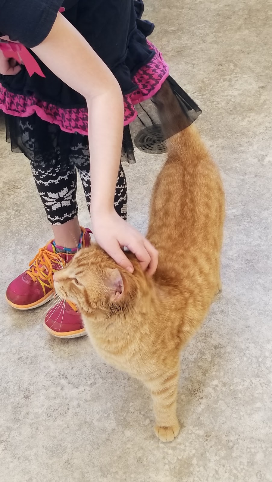 Prince Albert SPCA Animal Care Centre | 1125 N Industrial Dr, Prince Albert, SK S6V 5T1, Canada | Phone: (306) 763-6110