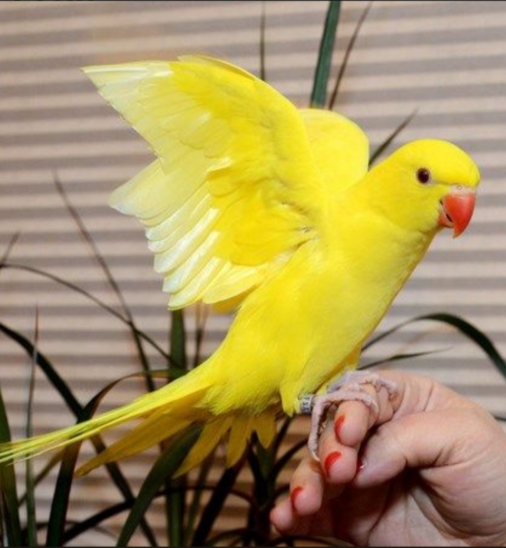 Central Pet Oshawa | 1100 Simcoe St N, Oshawa, ON L1G 4W6, Canada | Phone: (905) 240-7387