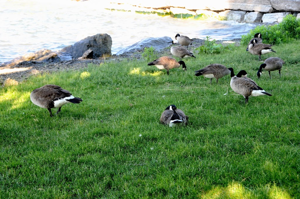 B Machree Park | Mississauga, ON L5H 2R7, Canada