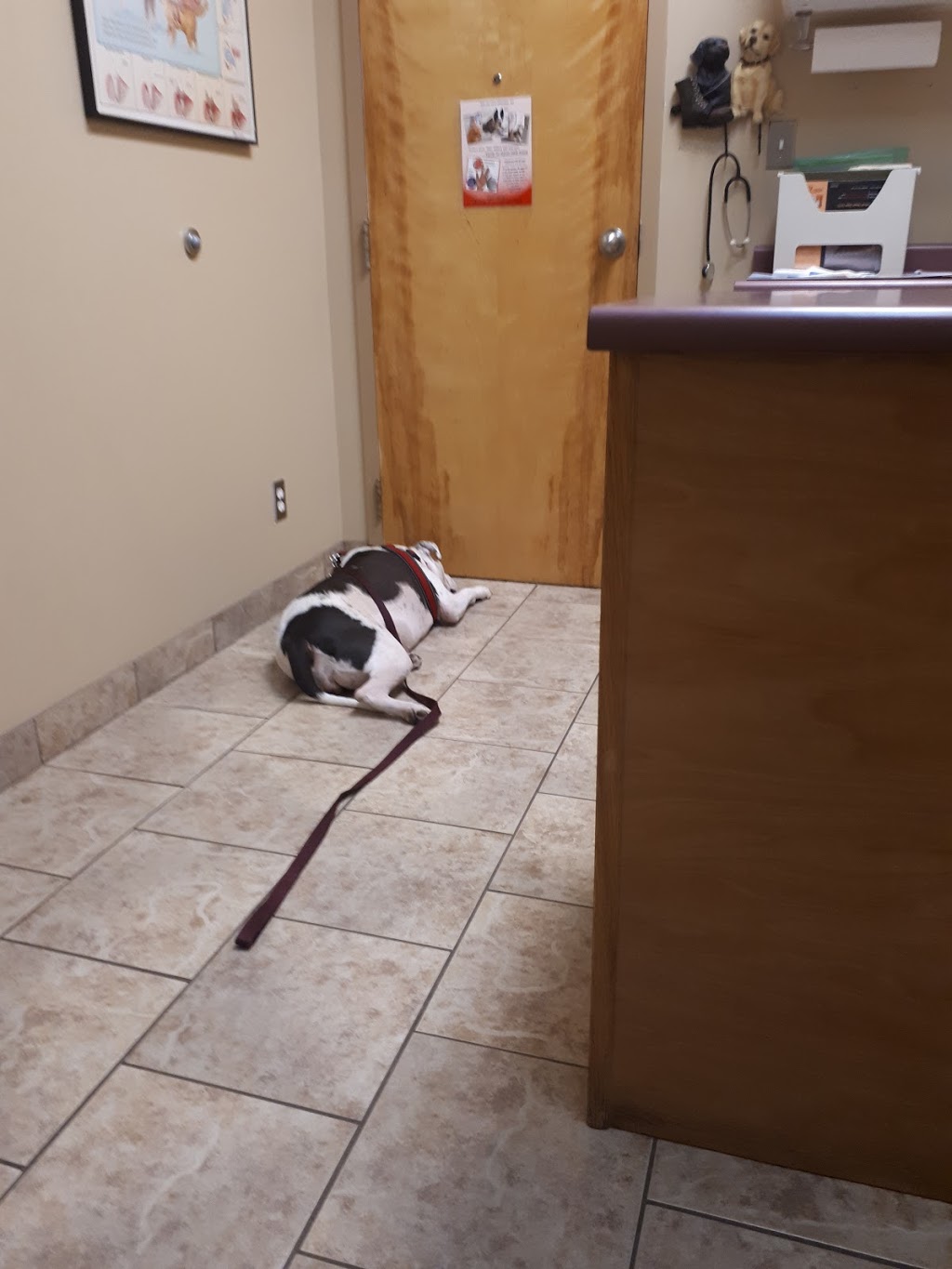Emeryville Animal Hospital | 106 Emery Dr, Emeryville, ON N0R 1C0, Canada | Phone: (519) 727-3304