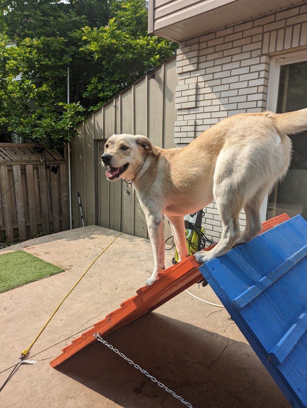Doggo Den | 20170 Fairview Rd, Thorndale, ON N0M 2P0, Canada | Phone: (647) 774-4997