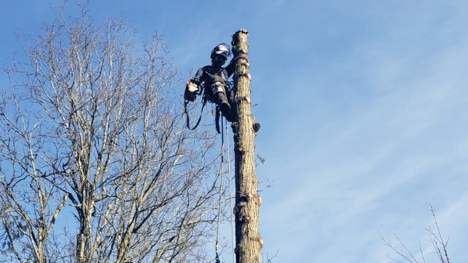 Hemlock Tree Service | 2919 Hemlock Dr, Nanoose Bay, BC V9P 9G2, Canada | Phone: (250) 321-2515