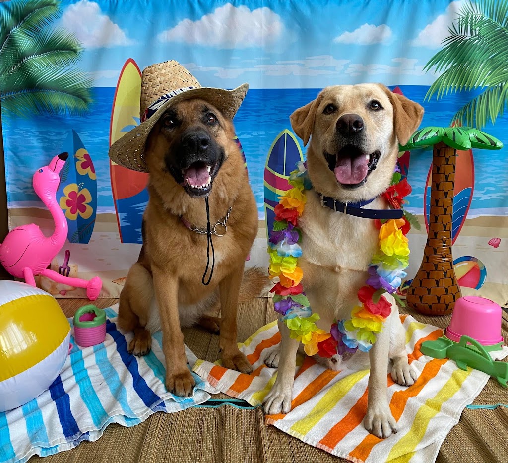 Just Fur Fun Dog Daycare | 1 Laidlaw Blvd, Markham, ON L3P 1W5, Canada | Phone: (905) 471-9361
