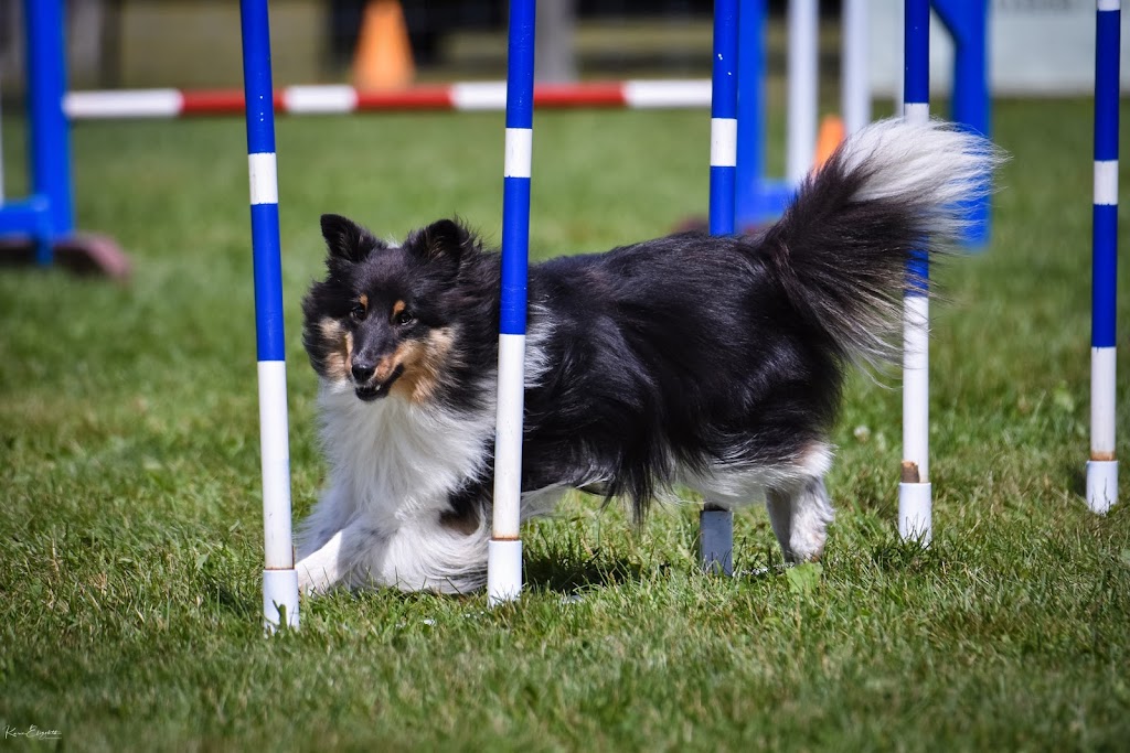 Rickfield Farm Agility Club | 8658 Bank St, Vernon, ON K0A 3J0, Canada | Phone: (613) 323-0872