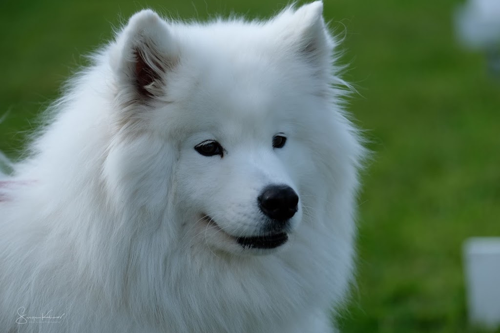 Professionnel Légitime Canin | 230 Rang de la Montagne, Rougemont, QC J0L 1M0, Canada | Phone: (514) 922-2752