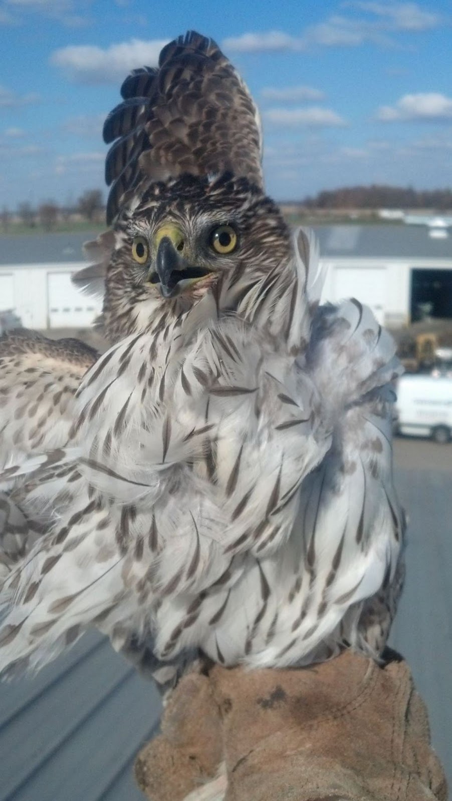 Toronto Animal Exterminator | 873 Jane St, York, ON M6N 4C4, Canada | Phone: (647) 670-0726
