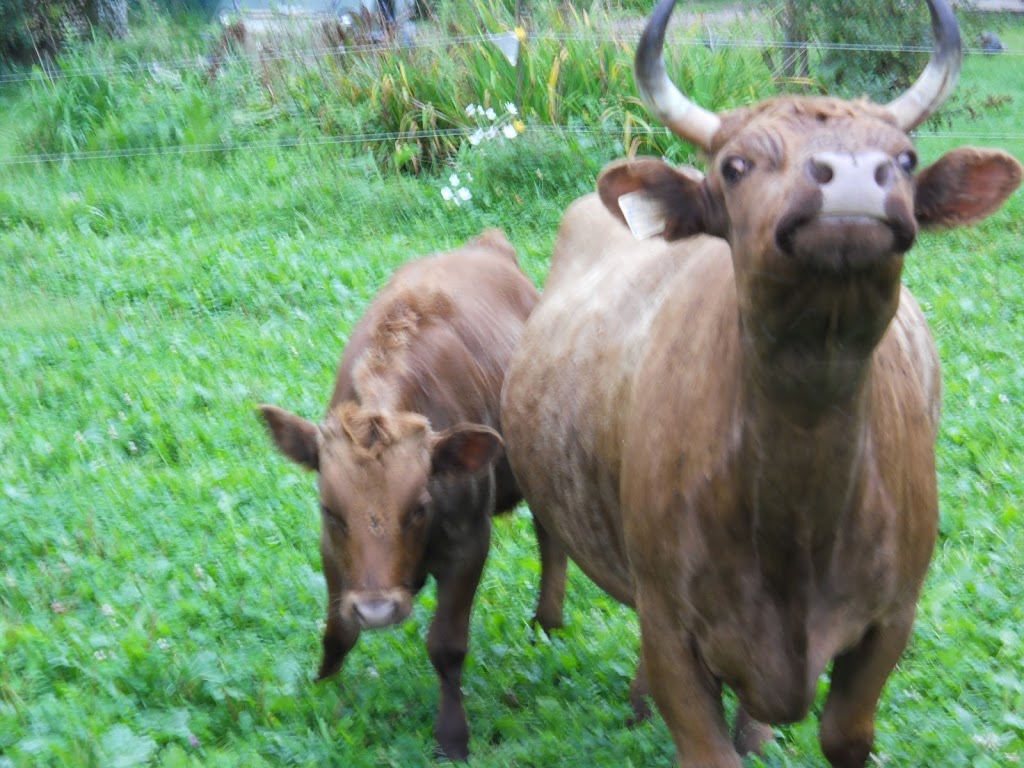 Ferme les trois coteaux | 24 Rang Thomas, Notre-Dame-de-la-Paix, QC J0V 1P0, Canada | Phone: (819) 522-6330