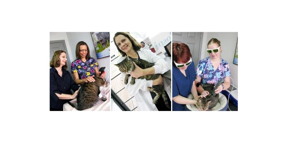 Cat Hospital Of Mississauga | 848 Burnhamthorpe Rd W, Mississauga, ON L5C 2S3, Canada | Phone: (905) 896-2287