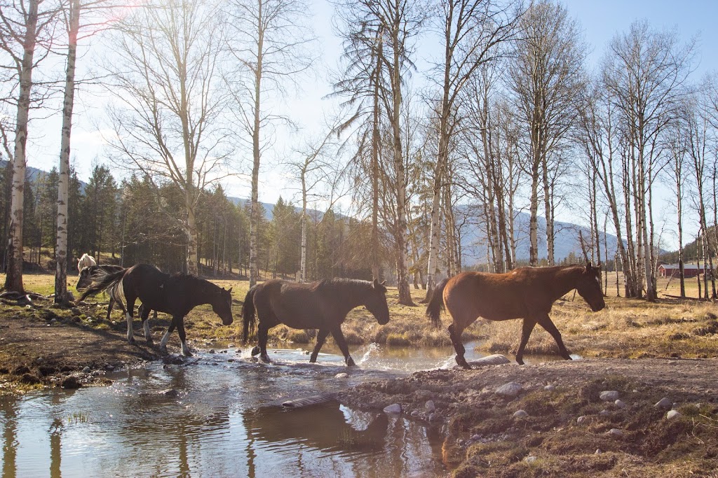 The Horse Palace | 6221 Ha Ha Creek Rd, Wardner, BC V0B 2J0, Canada | Phone: (250) 464-0606