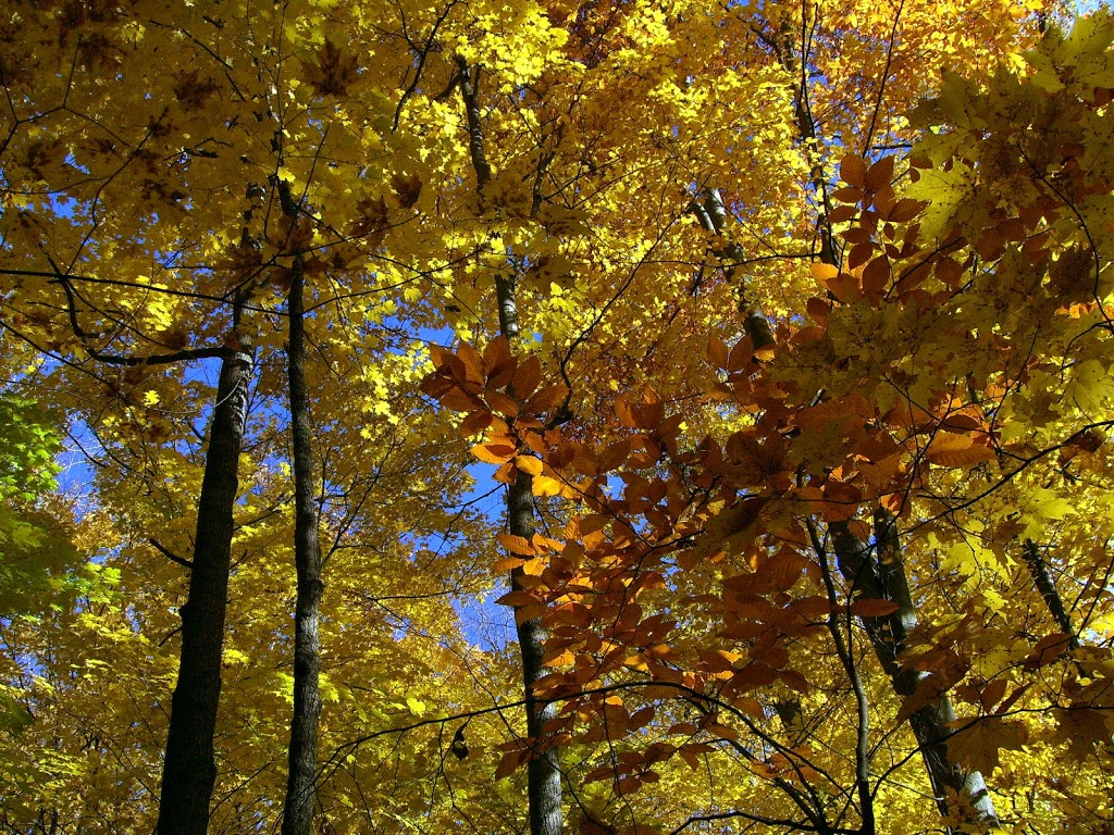 Vellore Hall Park | Woodbridge, ON L4H 3A5, Canada