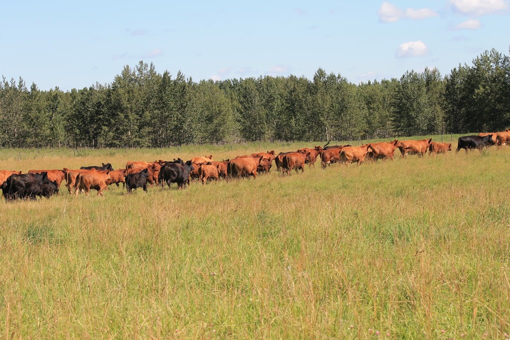 Mader Ranches | Range Rd 32, Carstairs, AB T0M 0N0, Canada | Phone: (403) 337-4014