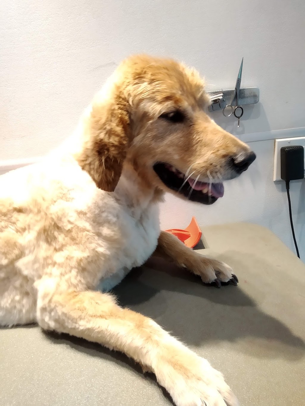 Pretty Pet The | 30 Arletta St, Georgetown, ON L7G 3J3, Canada | Phone: (905) 877-1995