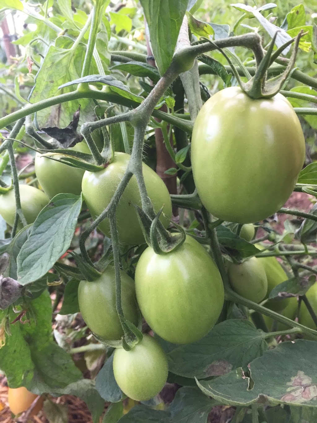 9 Acres Organic Farm | 514 Ridge Rd E, Beamsville, ON L0R 1B2, Canada | Phone: (905) 592-1114