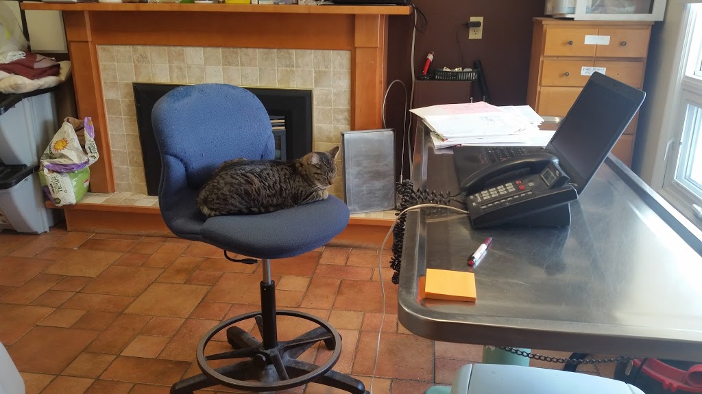 Nottawasaga Valley Veterinary Hospital | 6437 14 Line, Alliston, ON L9R 1V4, Canada | Phone: (705) 434-2226