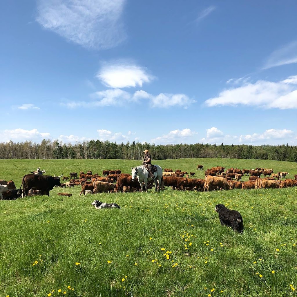 Ram River Tours - Ram Rides | AB-734, Nordegg, AB T0M 2H0, Canada | Phone: (403) 844-0408