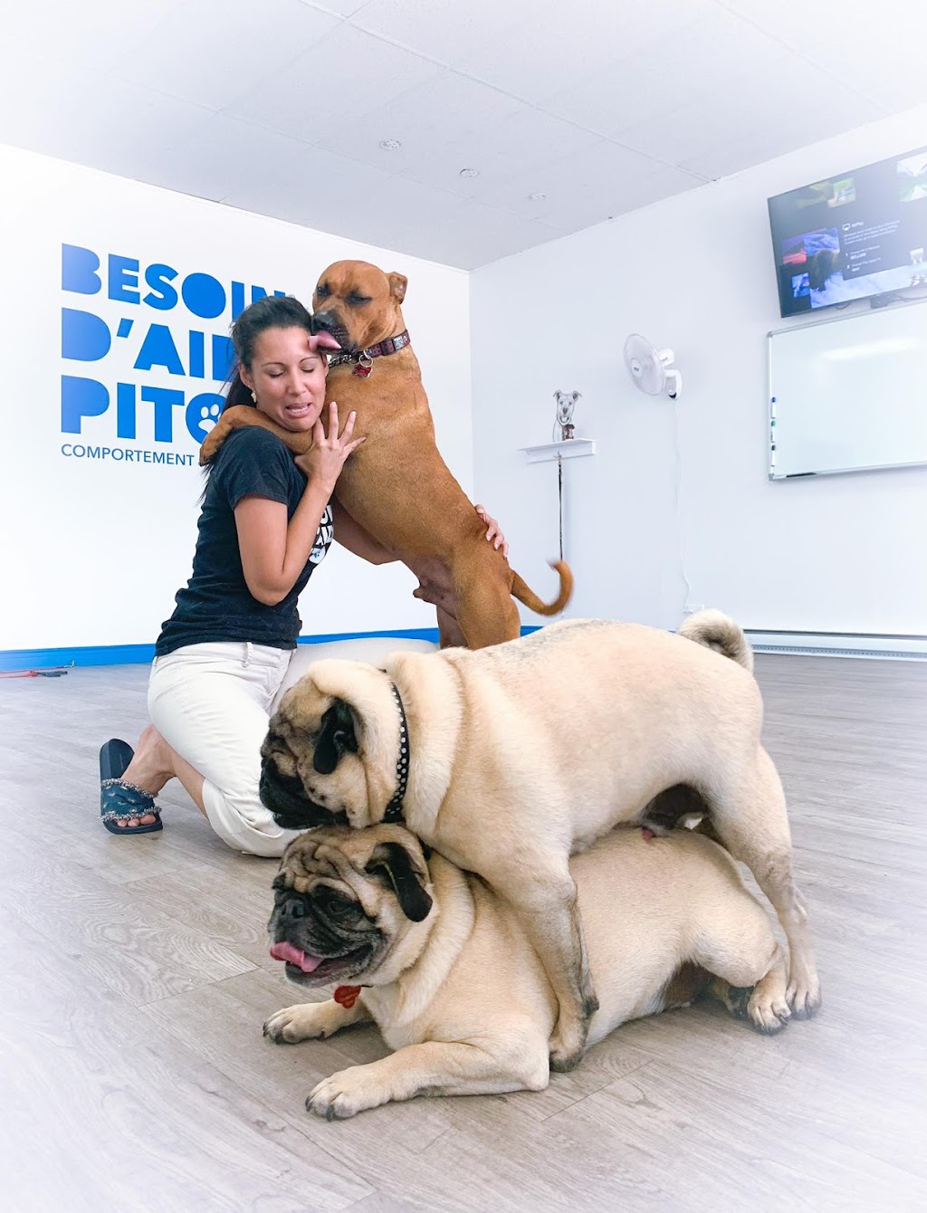 Besoin daide pitou | 683 Rue Hauterive, Laval, QC H7G 4L8, Canada | Phone: (450) 668-9000