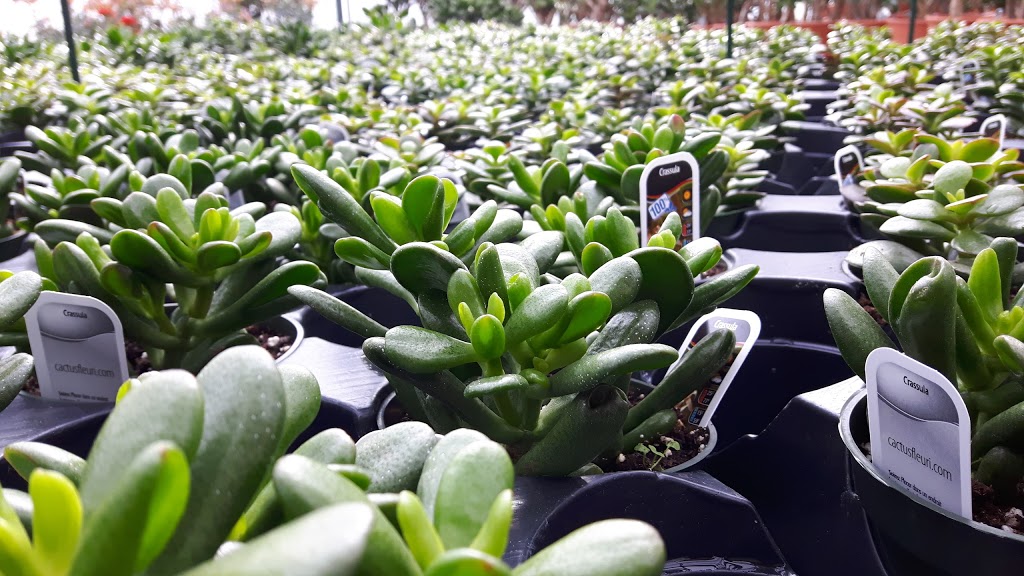 Cactus Fleuri Inc (Le) | 1850 Rang N Ouest, Sainte-Madeleine, QC J0H 1S0, Canada | Phone: (450) 795-3383