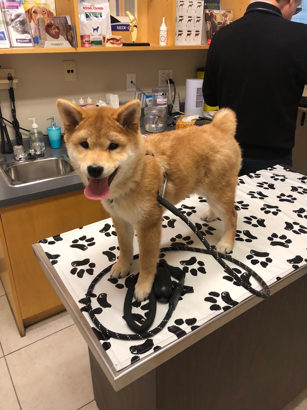 Bayview Hill Animal Hospital | 9912 Bayview Ave, Richmond Hill, ON L4C 2L3, Canada | Phone: (905) 508-1991