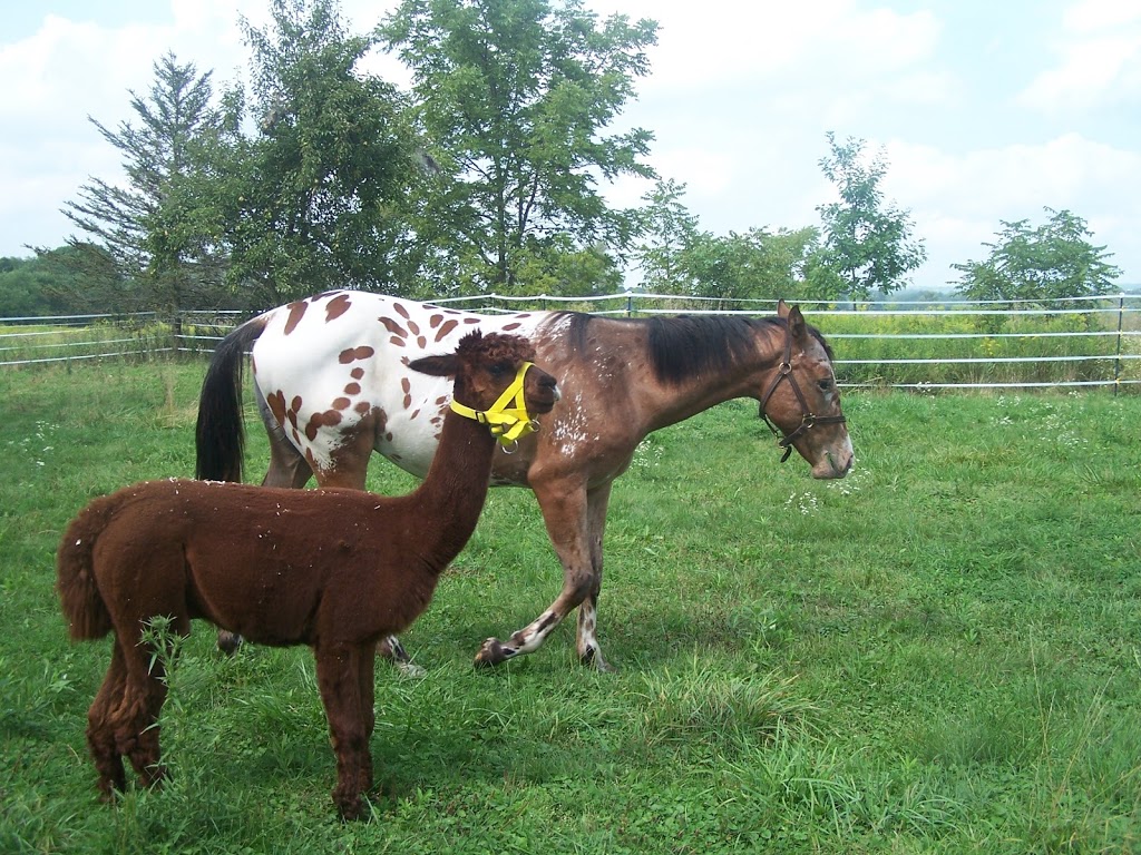 Allpetz Service | 3554 concession #3, Newcastle, ON L1B 1B9, Canada | Phone: (289) 512-0281