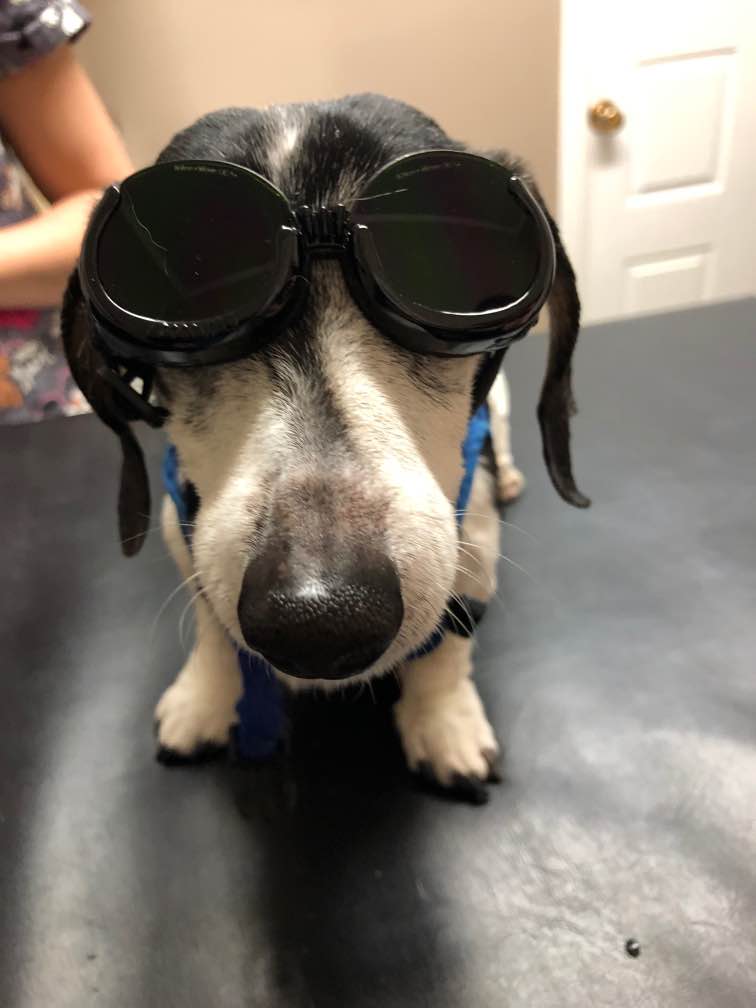 Snelgrove Veterinary Services | 11526 Hurontario St, Brampton, ON L7A 1E6, Canada | Phone: (905) 846-3316