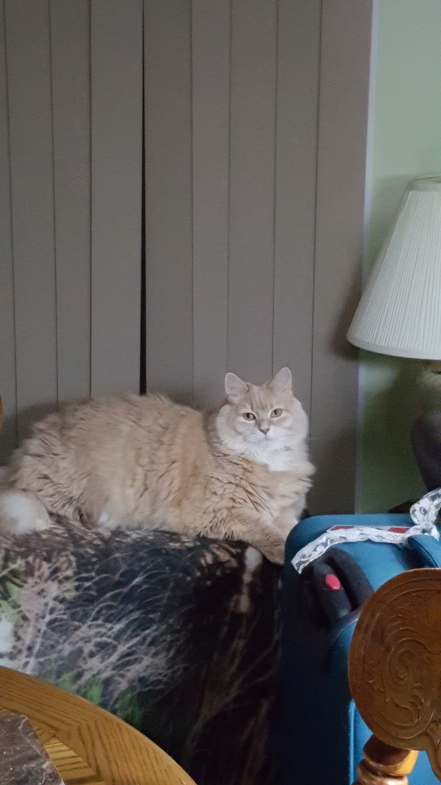 SHAID Tree Animal Shelter | 950 Mullock Rd, Whynotts Settlement, NS B4V 5T9, Canada | Phone: (902) 543-4849