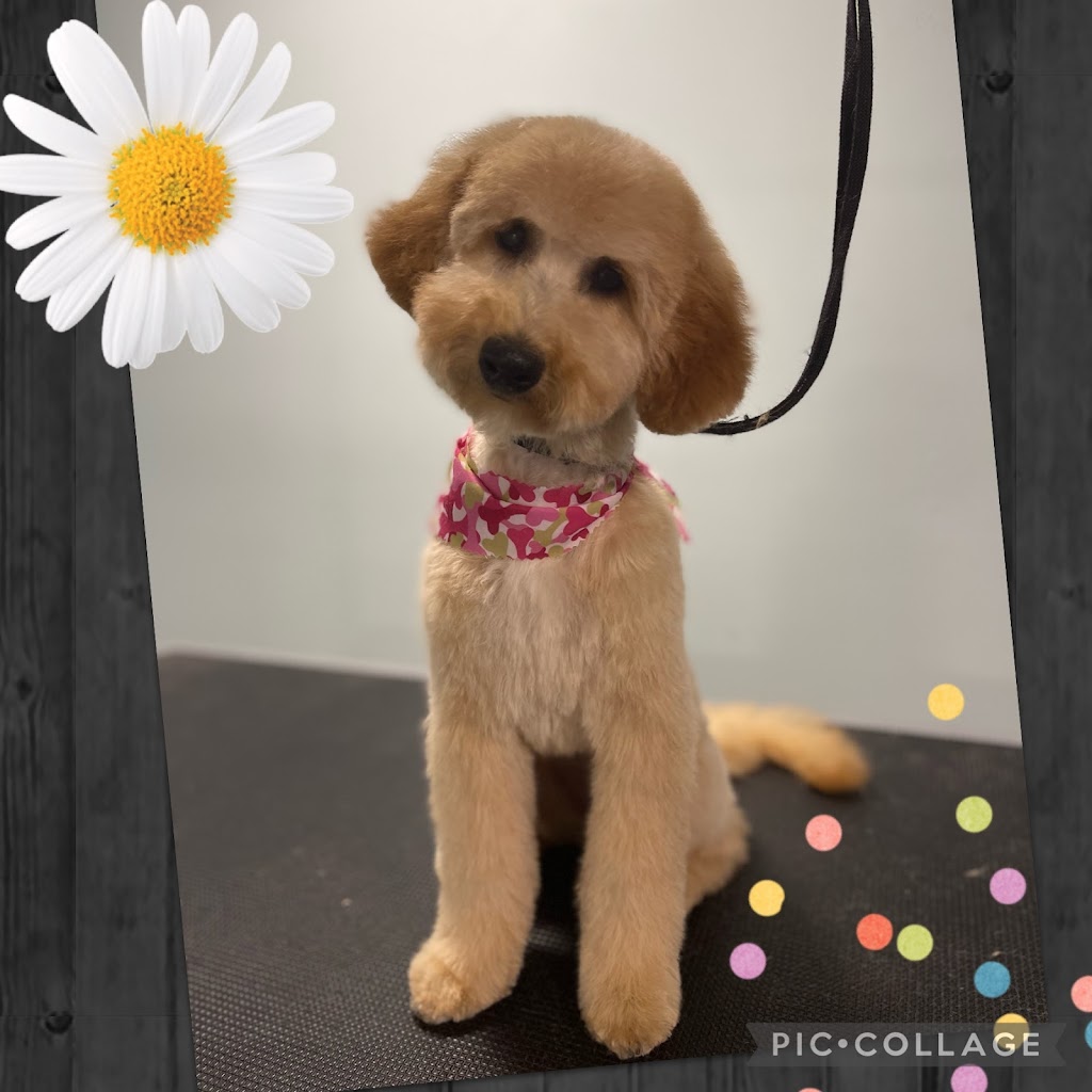 Bath & Doggy Works Grooming | 2558 25th Side Rd, Innisfil, ON L9S 3V2, Canada | Phone: (705) 321-3272