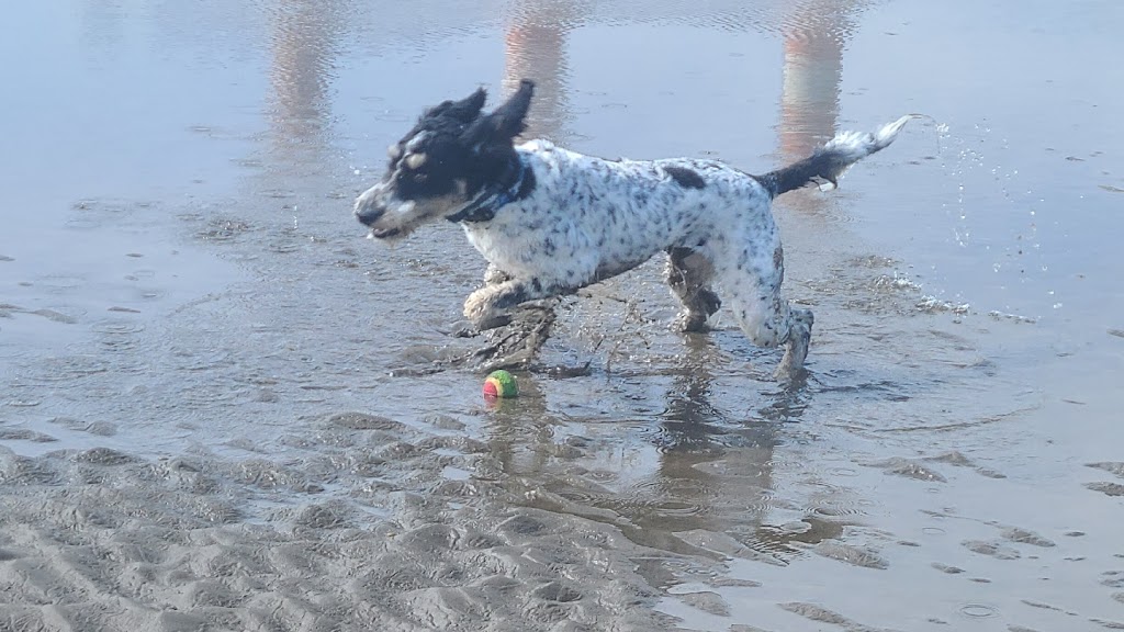 SilverCrow Pet Taxi and Delivery | 128 Ocean Dr, Saint John, NB E2P 1G4, Canada | Phone: (506) 650-2520