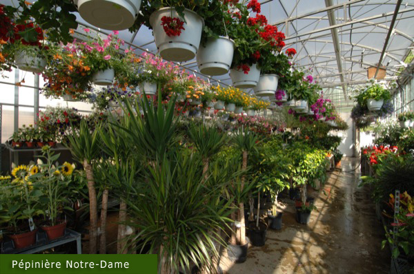 Pépinière Notre-Dame, Botanix | 325 Rue Notre-Dame, Repentigny, QC J6A 2S1, Canada | Phone: (450) 585-3983