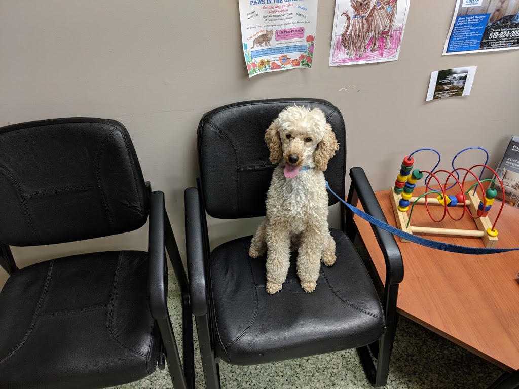 Wellington Veterinary Services | 320 E Mill St, Elora, ON N0B 1S0, Canada | Phone: (519) 846-5327