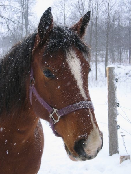 Circle DM Ranch | 1690 Beatrice Townline Rd, Bracebridge, ON P1L 1X4, Canada | Phone: (705) 571-1986