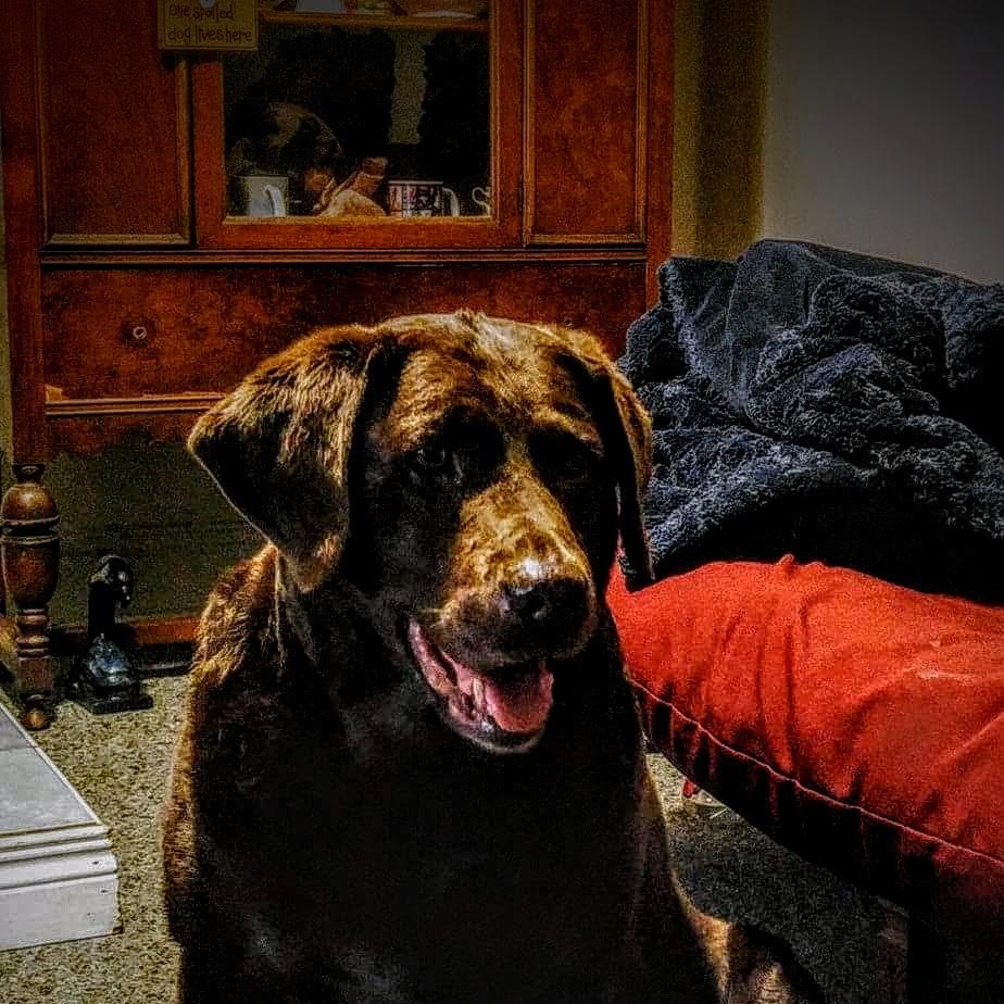 Wingham Veterinary Clinic | 11 Alfred St E, Wingham, ON N0G 2W0, Canada | Phone: (519) 357-2471