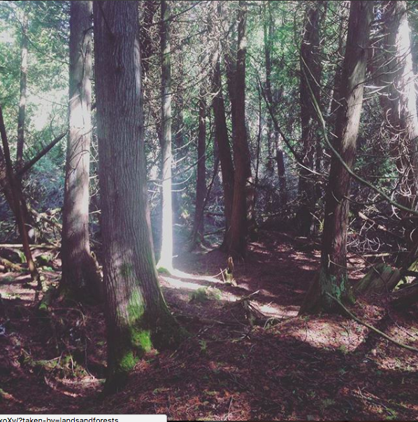 Lands & Forests Consulting | 421608 Concession 6 NDR, Elmwood, ON N0G 1S0, Canada | Phone: (519) 364-8733