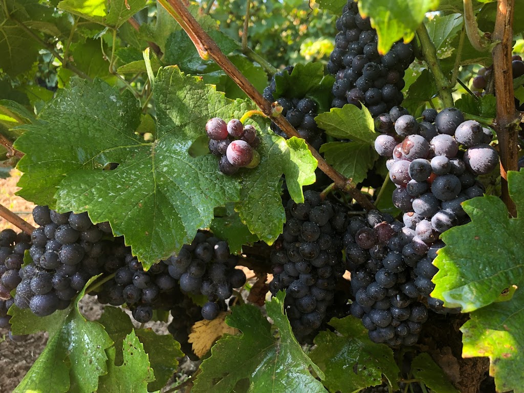 Vignoble Leblanc | 1419 QC-132, Saint-Anicet, QC J0S 1M0, Canada | Phone: (450) 264-4026