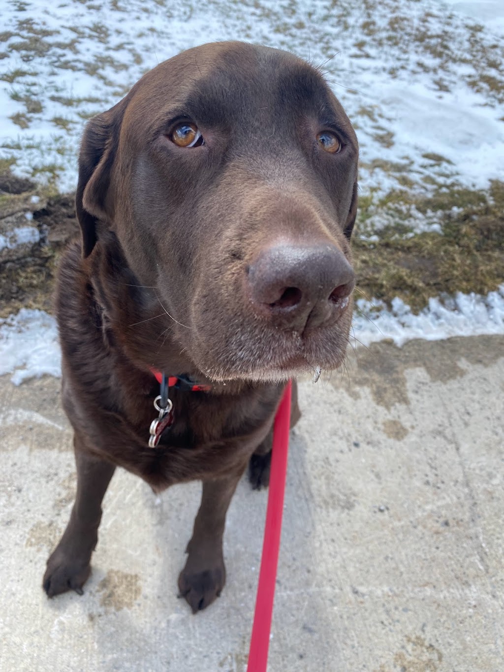 Angies Pawsitive Pet Services | 3409 Lee Ave, Cumberland Beach, ON L0K 1G0, Canada | Phone: (705) 309-5391